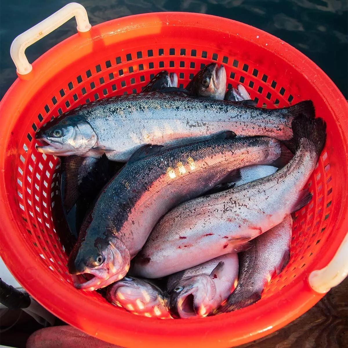 A photo of steelhead trout in an organic plastic bin with holes to let the water out. The trout are recently caught and slick with water.